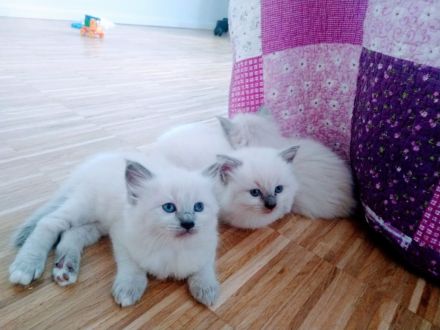 Süße Ragdoll Kitten suchen ein neues Zuhause