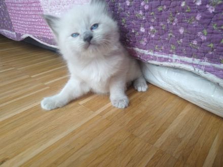 Süße Ragdoll Kitten suchen ein neues Zuhause