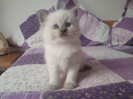 Süße Ragdoll Kitten suchen ein neues Zuhause