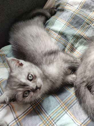 Bkh Mädchen reinrassig