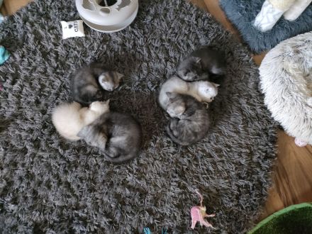 Bkh Mädchen reinrassig