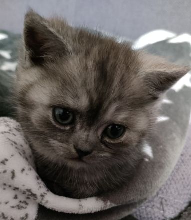 Bkh Mädchen reinrassig