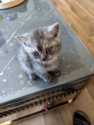 Bkh Mädchen reinrassig