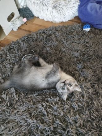 Bkh Mädchen reinrassig