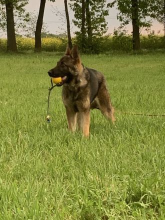 Deutscher Schäferhund 8 Monate