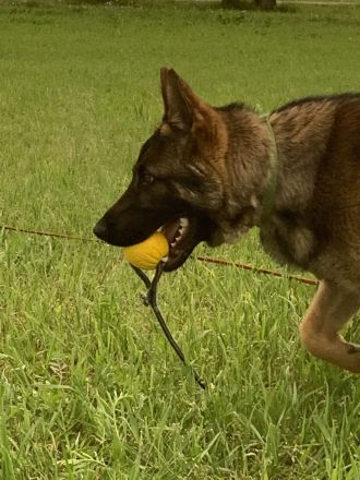 Deutscher Schäferhund 8 Monate