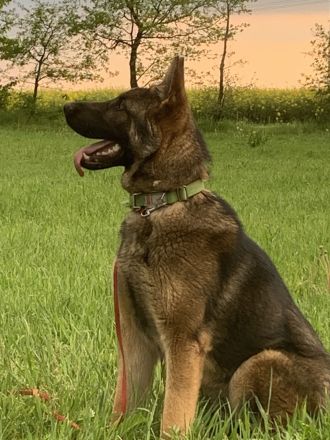 Deutscher Schäferhund 8 Monate