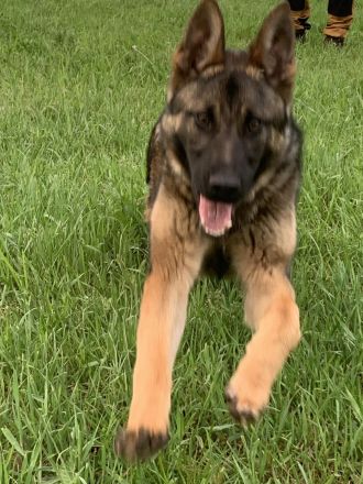 Deutscher Schäferhund 8 Monate