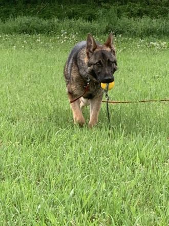 Deutscher Schäferhund 8 Monate