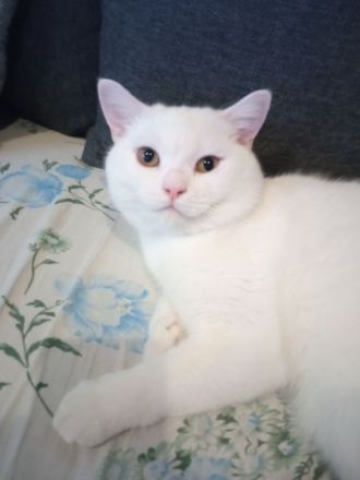 BKH, britisch Kurzhaar