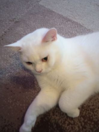 BKH, britisch Kurzhaar