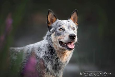 Australian Cattle Dog Deckrüde