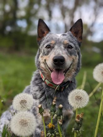 Australian Cattle Dog Deckrüde