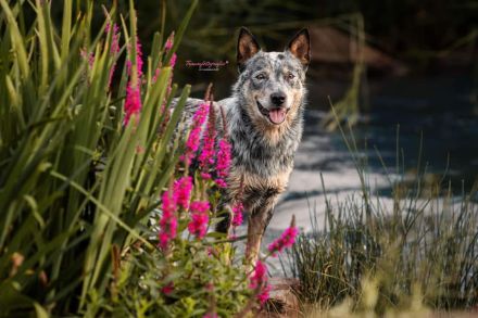 Australian Cattle Dog Deckrüde