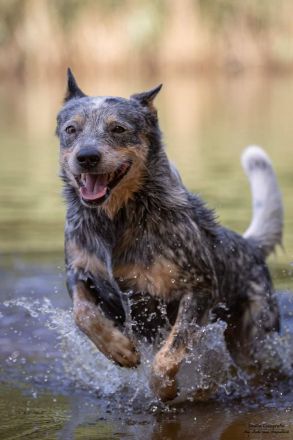 Australian Cattle Dog Deckrüde