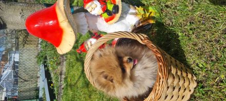 Titel: Zwergspitz | Pomeranian | Spitz- Welpen suchen ihr Zuhause 🐶🏡