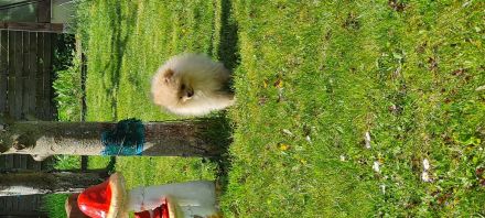 Titel: Zwergspitz | Pomeranian | Spitz- Welpen suchen ihr Zuhause 🐶🏡