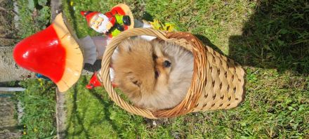 Titel: Zwergspitz | Pomeranian | Spitz- Welpen suchen ihr Zuhause 🐶🏡