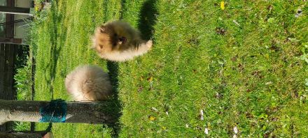 Titel: Zwergspitz | Pomeranian | Spitz- Welpen suchen ihr Zuhause 🐶🏡