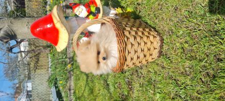 Titel: Zwergspitz | Pomeranian | Spitz- Welpen suchen ihr Zuhause 🐶🏡