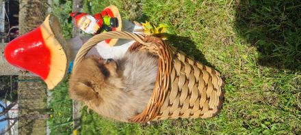 Titel: Zwergspitz | Pomeranian | Spitz- Welpen suchen ihr Zuhause 🐶🏡