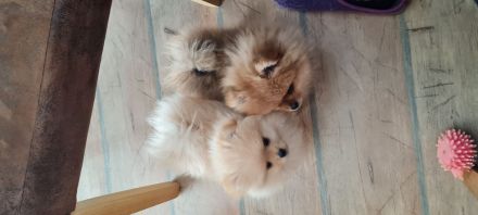 Titel: Zwergspitz | Pomeranian | Spitz- Welpen suchen ihr Zuhause 🐶🏡