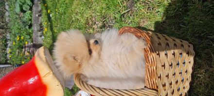 Titel: Zwergspitz | Pomeranian | Spitz- Welpen suchen ihr Zuhause 🐶🏡