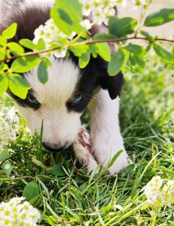 Miniature Aussiedoodle blaue Augen Mini Aussie Australian Shepherd
