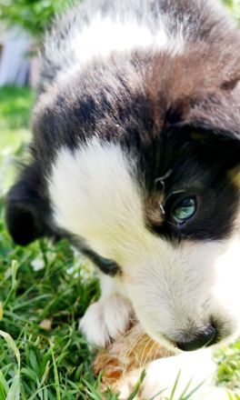 Miniature Aussiedoodle blaue Augen Mini Aussie Australian Shepherd