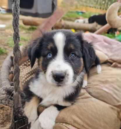 Miniature Aussiedoodle blaue Augen Mini Aussie Australian Shepherd