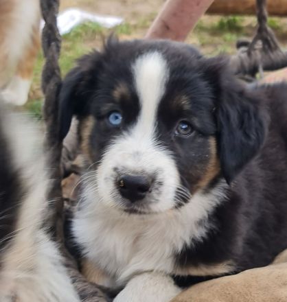 Miniature Aussiedoodle blaue Augen Mini Aussie Australian Shepherd