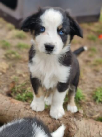 Miniature Aussiedoodle blaue Augen Mini Aussie Australian Shepherd