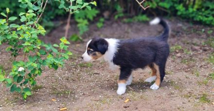 Miniature Australian Shepherd Mini Aussie Australien Shephard blaue Augen