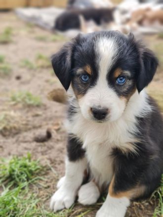 Miniature Australian Shepherd Mini Aussie Australien Shephard blaue Augen