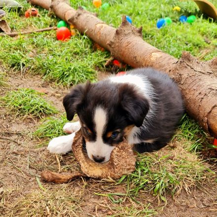 Miniature Australian Shepherd Mini Aussie Australien Shephard blaue Augen