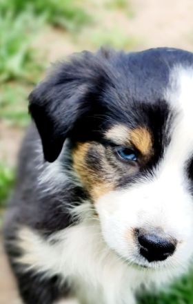 Miniature Australian Shepherd Mini Aussie Australien Shephard blaue Augen