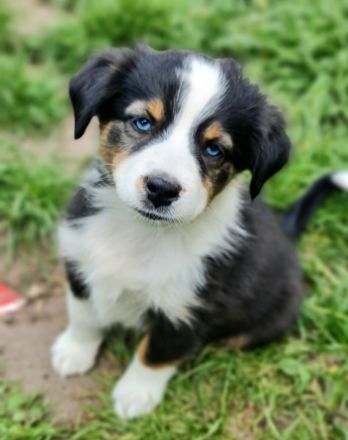 Miniature Australian Shepherd Mini Aussie Australien Shephard blaue Augen