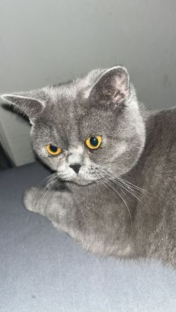 Britisch kurzhaar Kater