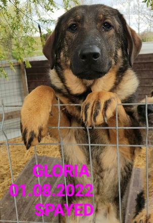 liebe,kastrierte Gloria, hofft ein Heim zu bekommen, damit sie das Tierheim verlassen kann