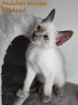 Siam Kitten Blue Point