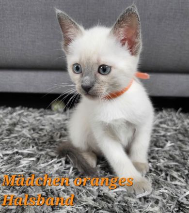 Siam Kitten Blue Point