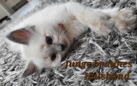 Siam Kitten Blue Point