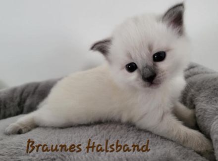 Siam Kitten Blue Point