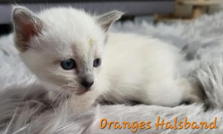 Siam Kitten Blue Point