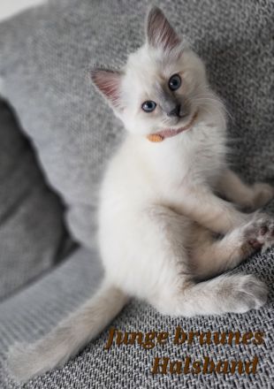 Siam Kitten Blue Point