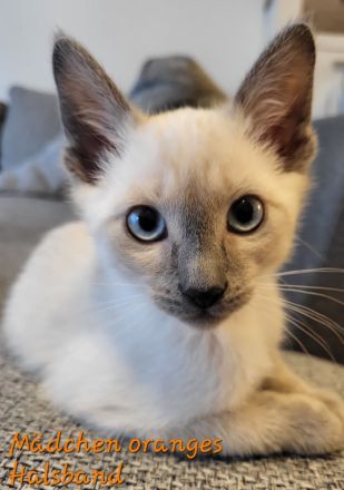 Siam Kitten Blue Point