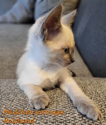Siam Kitten Blue Point