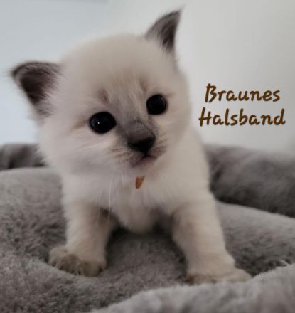 Siam Kitten Blue Point