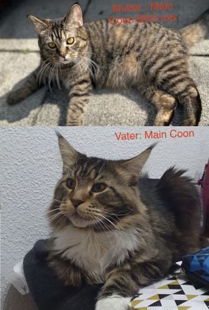 Main Coon, 25% BKH