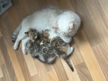 4 wunderschöne BKH Kitten